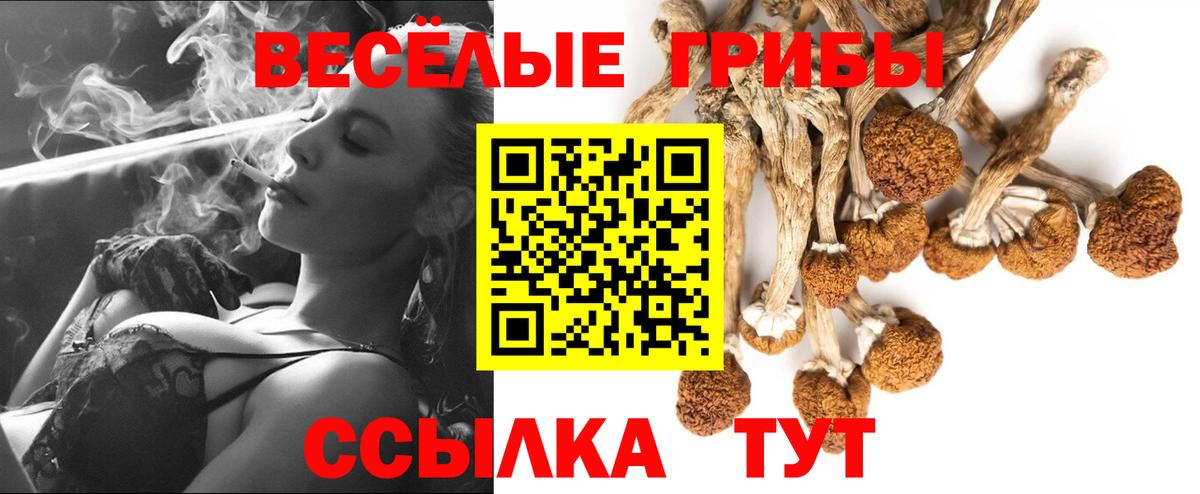 Псилоцибиновые грибы Psilocybe Новодвинск